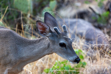 Male Coues whitetail deer, Odocoileus virginianus couesi, a young buck with velvet on his antlers foraging for food in the Sonoran Desert north of Tucson, Arizona, USA.