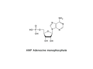 AMP Adenosine monophosphate Nucleotide molecular structure on white background. DNA and RNA building block - nitrogenous base, sugar and phosphate.