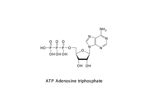 ATP Adenosine triphosphate Nucleoside molecular structure on white background. DNA and RNA building block - nitrogenous base, sugar and phosphate.