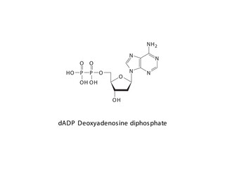 dADP Deoxyadenosine diphosphate Nucleoside molecular structure on white background. DNA and RNA building block - nitrogenous base, sugar and phosphate.
