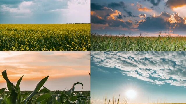 Time Lapse, Timelapse, Time-lapse. 4K Agricultural agriculture And Weather Forecast Concept. sunset Clouds Above flowering yellow canola colza, wheat, corn maize in summer Field. set, collage, bundle,