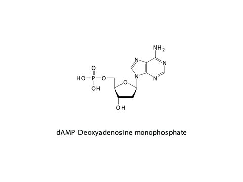 dAMP Deoxyadenosine monophosphate Nucleotide molecular structure on white background. DNA and RNA building block - nitrogenous base, sugar and phosphate.