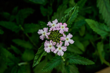 Light pink verbena flowers growing in an outdoor flower garden.