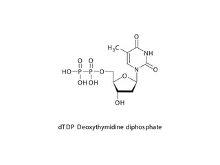 dTDP Deoxythymidine diphosphate Nucleoside molecular structure on white background. DNA and RNA building block - nitrogenous base, sugar and phosphate.