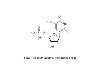 dTMP Deoxythymidine monophosphate Nucleotide molecular structure on white background. DNA and RNA building block - nitrogenous base, sugar and phosphate.