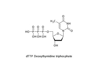 dTTP Deoxythymidine triphosphate Nucleoside molecular structure on white background. DNA and RNA building block - nitrogenous base, sugar and phosphate.