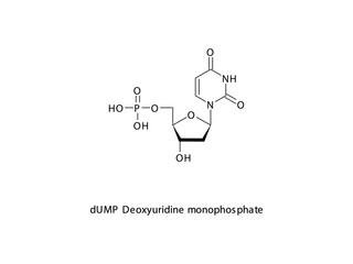 dUMP Deoxyuridine monophosphate Nucleotide molecular structure on white background. DNA and RNA building block - nitrogenous base, sugar and phosphate.