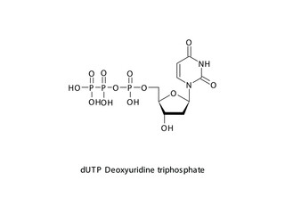 dUTP Deoxyuridine triphosphate Nucleoside molecular structure on white background. DNA and RNA building block - nitrogenous base, sugar and phosphate.