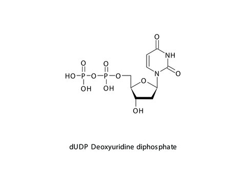 dUDP Deoxyuridine diphosphate Nucleoside molecular structure on white background. DNA and RNA building block - nitrogenous base, sugar and phosphate.