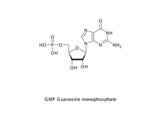 GMP Guanosine monophosphate Nucleotide molecular structure on white background. DNA and RNA building block - nitrogenous base, sugar and phosphate.