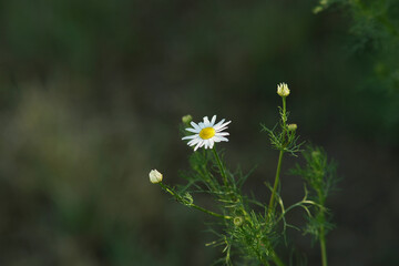 Field chamomile on a plain background