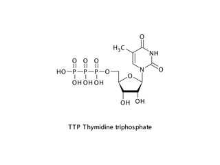 TTP Thymidine triphosphate Nucleoside molecular structure on white background. DNA and RNA building block - nitrogenous base, sugar and phosphate.