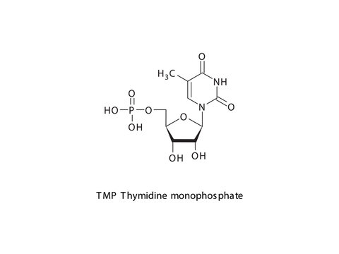 TMP Thymidine monophosphate Nucleotide molecular structure on white background. DNA and RNA building block - nitrogenous base, sugar and phosphate.