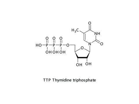 TTP Thymidine triphosphate Nucleoside molecular structure on white background. DNA and RNA building block - nitrogenous base, sugar and phosphate.