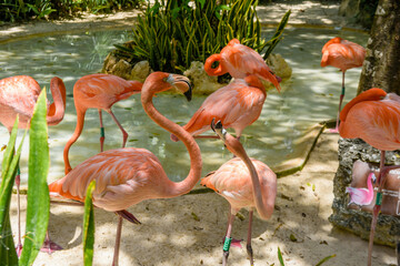 Pink flamingos in the shadow of trees in the park, Playa del Carmen, Riviera Maya, Yu atan, Mexico