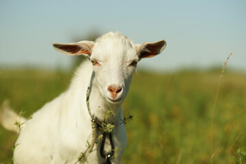 Close-up portrait of a young white kid on a grazing