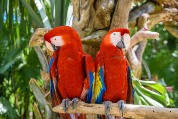 2 scarlet macaws Ara macao , red, yellow, and blue parrots sitting on the brach in tropical forest,...