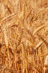 Ears of golden wheat ripened in the field. Wheat harvest in agriculture.
