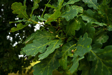 Oak leaves. Mighty oak. oak branch
