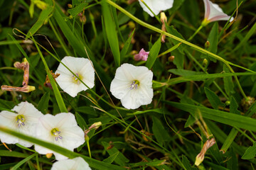 Calistegia spitamea. Flowers are growing. Weaving flowers. White Lily