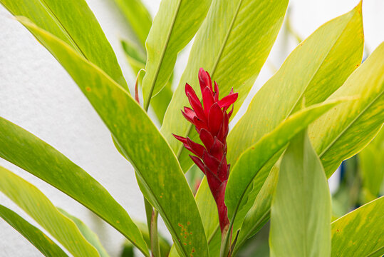 Alpinia purpurata is a species of perennial plant in the Zingiberaceae family