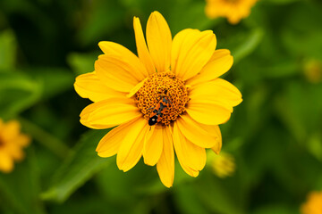 Gazania flower. Yellow chamomile. insect on a flower. heliopsis