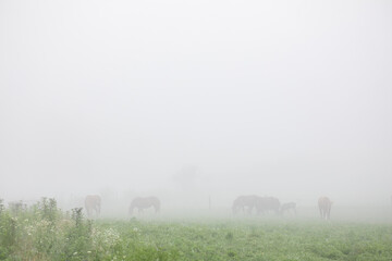 Herd of horses grazing in a pasture in the fog in Amish country, Ohio