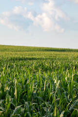 Cornfield with a depth of field effect under a cloudy sky in Amish country, Ohio