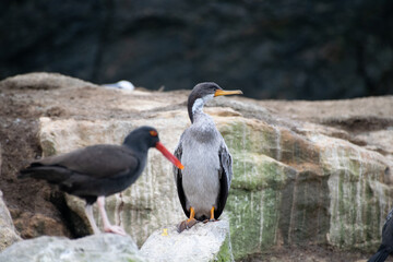 Aves marinas sobre ambiente de rocas y acantilados