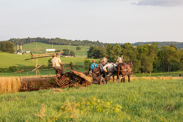 Amish man with his son harvesting wheat on the farm with their team of horses