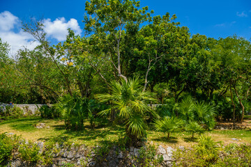 Fototapeta na wymiar Jungle tropical forest with palms and trees, Playa del Carmen, Riviera Maya, Yu atan, Mexico