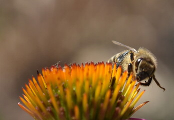 Biene auf einem Purpursonnenhut