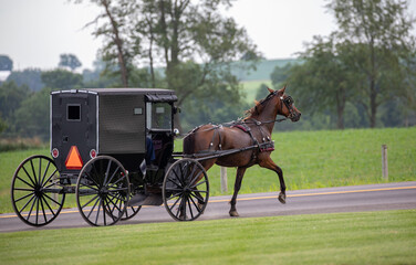 Side view of an Amish horse and buggy trotting along on the road with trees in the background |...