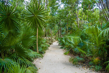 Walking trail path in rain tropical forest jungles near Playa del Carmen, Riviera Maya, Yu atan, Mexico