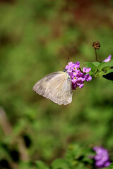 Catopsilia pomona butterfly on Lantana Camara flower.