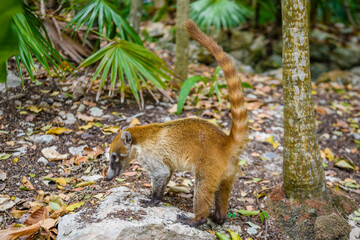 A South American coati, Nasua nasua, sits alone, which is a coati species and a member of the raccoon family Procyonidae, from tropical and subtropical South America, Playa del Carmen, Riviera Maya