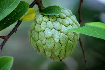 A sugar-apple hanging on a tree.