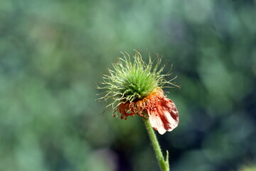 Welkende Blüte eines Roten Nelkenwurz