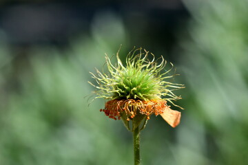 Welkende Blüte eines Roten Nelkenwurz