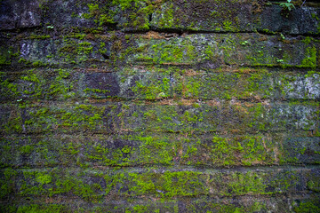  Fungi Green moss on the old brick wall has an abstract background texture