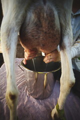 Fototapeta na wymiar Hand milking a dairy goat on a small farm in Ontario, Canada.