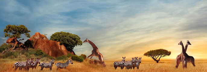 Giraffes and zebras in the African savanna at sunset. Serengeti National Park. Tanzania. Africa....