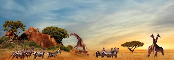 Foto op Aluminium Giraffes and zebras in the African savanna at sunset. Serengeti National Park. Tanzania. Africa. Banner format. © delbars