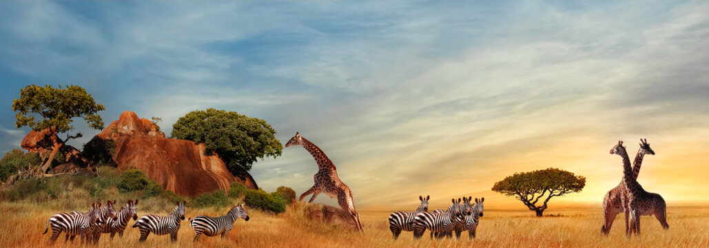 Giraffes and zebras in the African savanna at sunset. Serengeti National Park. Tanzania. Africa. Banner format.