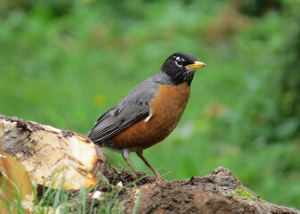 American Red Robin hunting for worms