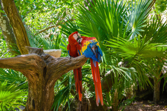 2 scarlet macaws Ara macao , red, yellow, and blue parrots sitting on the brach in tropical forest, Playa del Carmen, Riviera Maya, Yu atan, Mexico