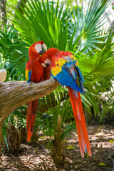 2 scarlet macaws Ara macao , red, yellow, and blue parrots sitting on the brach in tropical forest, Playa del Carmen, Riviera Maya, Yu atan, Mexico