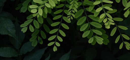 Green leaves on black background. Bright acacia leaves. - obrazy, fototapety, plakaty