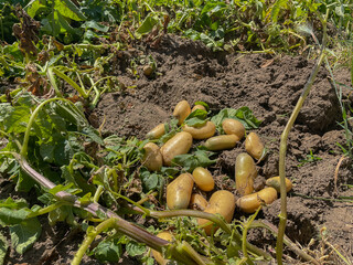 Potatoes on earth cultivated in an ecological garden. Solanum tuberosum plant grow up in a vegetable patch.