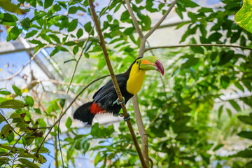 Keel-billed Toucan, Ramphastos sulfuratus, bird with big bill sitting on the branch in the forest, nature travel in central America, Playa del Carmen, Riviera Maya, Yu atan, Mexico